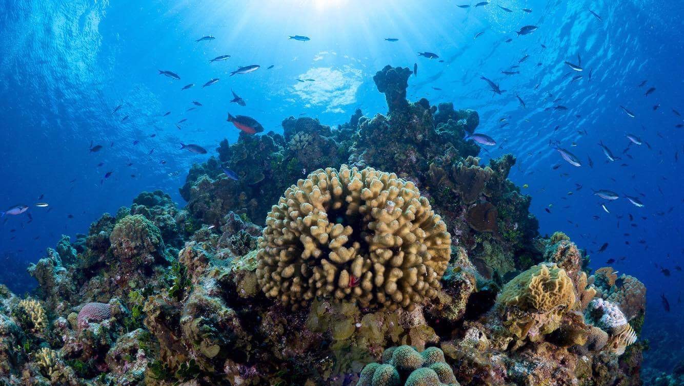 coral reef cayman islands